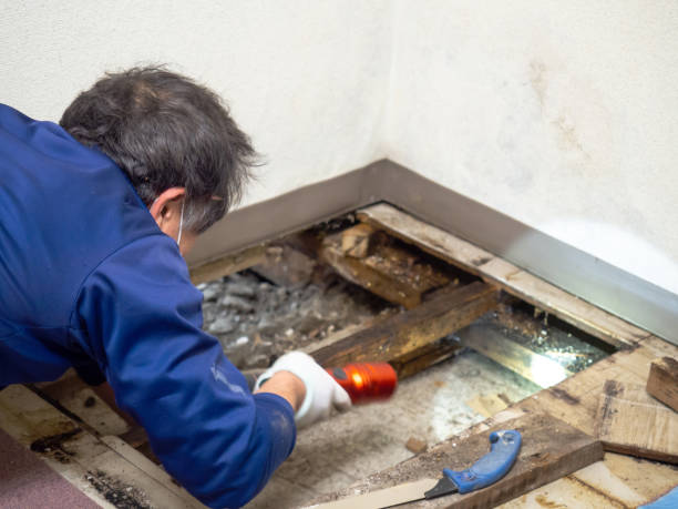 Best Professional Mold Removal  in Lemont, IL