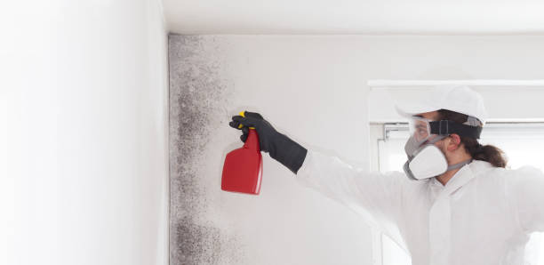 Best Fast Mold Removal  in Lemont, IL