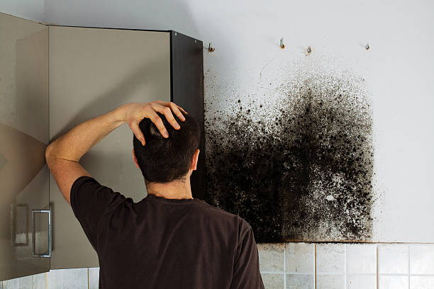 Office Mold Removal Services in Lemont, IL